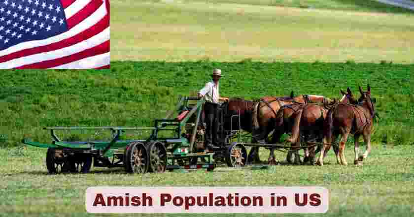 Amish Population in US