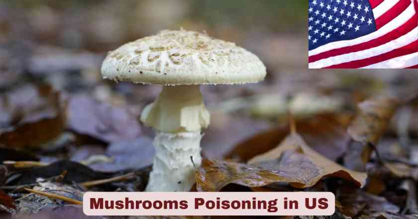 Mushrooms Poisoning in US