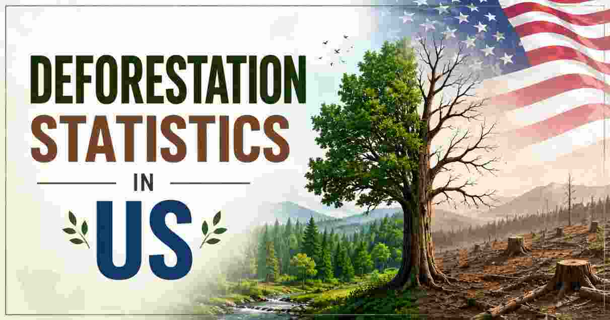 Deforestation Statistics in US
