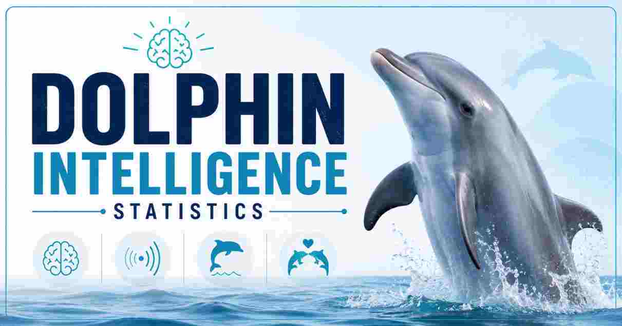 dolphin intelligence Statistics